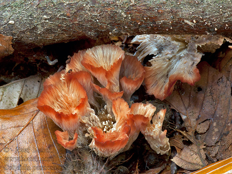 Woolly Rosette Cotylidia pannosa