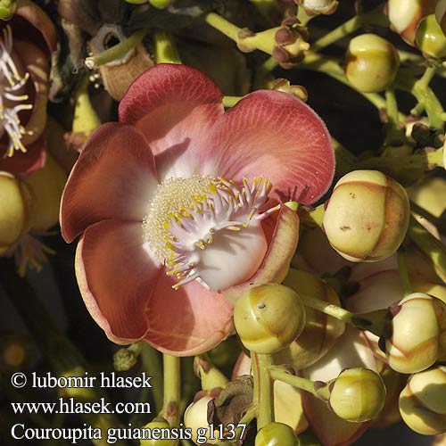 Couroupita guianensis Kuroupita guajanská Kanonenkugelbaum