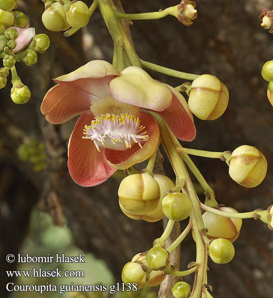 couroupita guianensis Cannon-ball tree Czerpnia gujańska