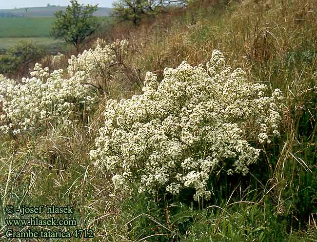 Crambe tatarica Tartar bread plant Tatarian sea kale Tátorján