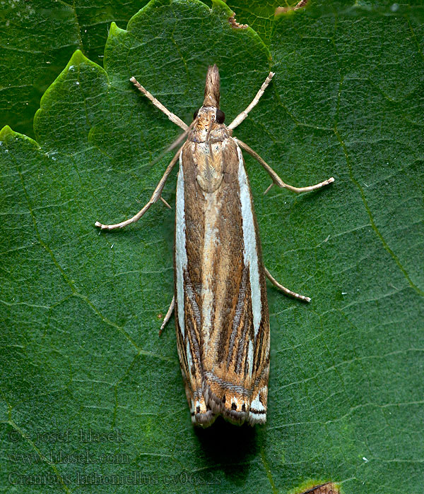 Crambus ericella Heidegrasmot Fenyéres fűgyökérmoly Ljunggräsmott