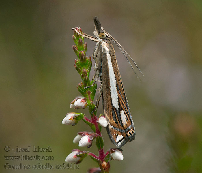 Crambus ericella Travařík vřesovištní Trávovec vresový