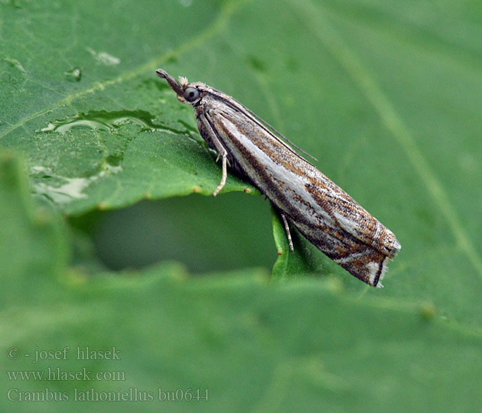 Crambus lathoniellus Travařík obecný