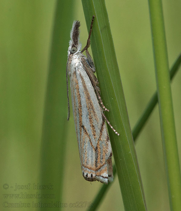 Trávovec lúčny Crambus lathoniellus