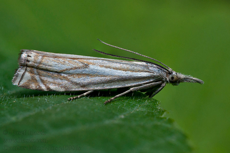 Travařík obecný Crambus lathoniellus