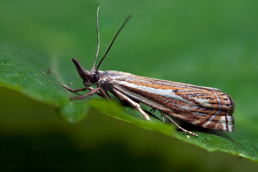 Crambus lathoniellus