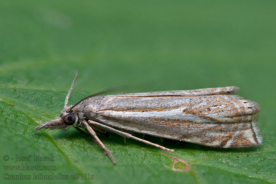 Crambus lathoniellus