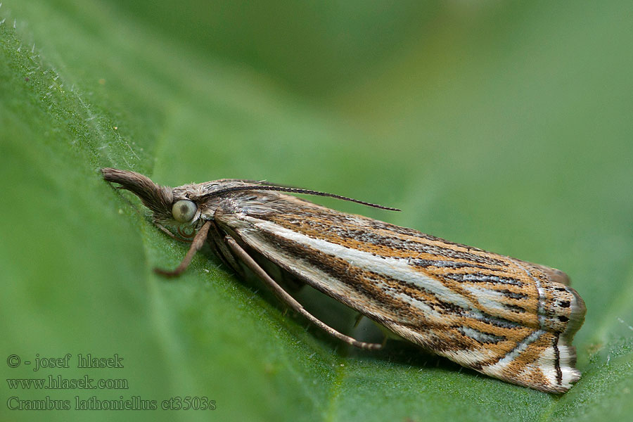 Crambus lathoniellus