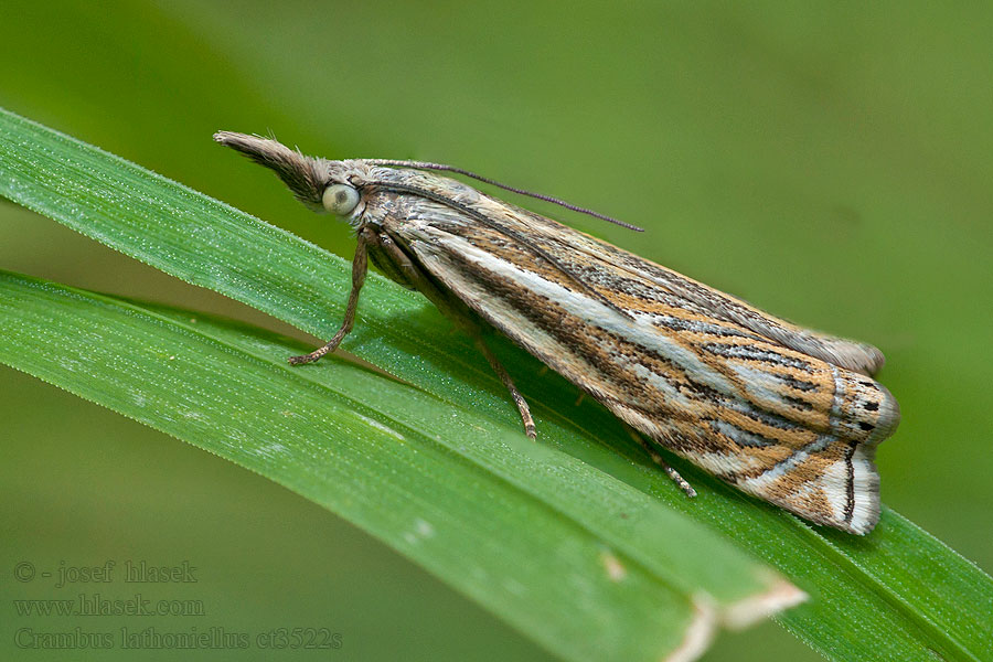 Crambus lathoniellus