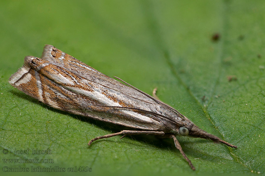 Crambus lathoniellus