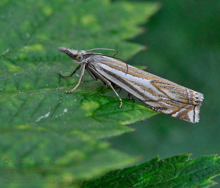 Graszünsler Crambus lathoniellus