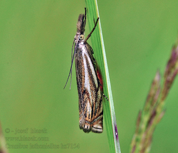 Vanlig nebbmott Crambus lathoniellus