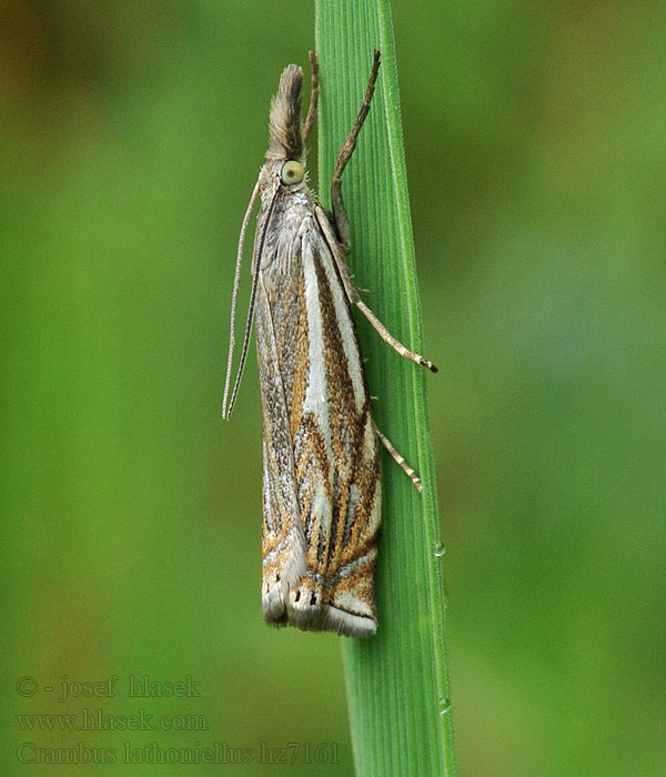 Allmänt gräsmott Crambus lathoniellus