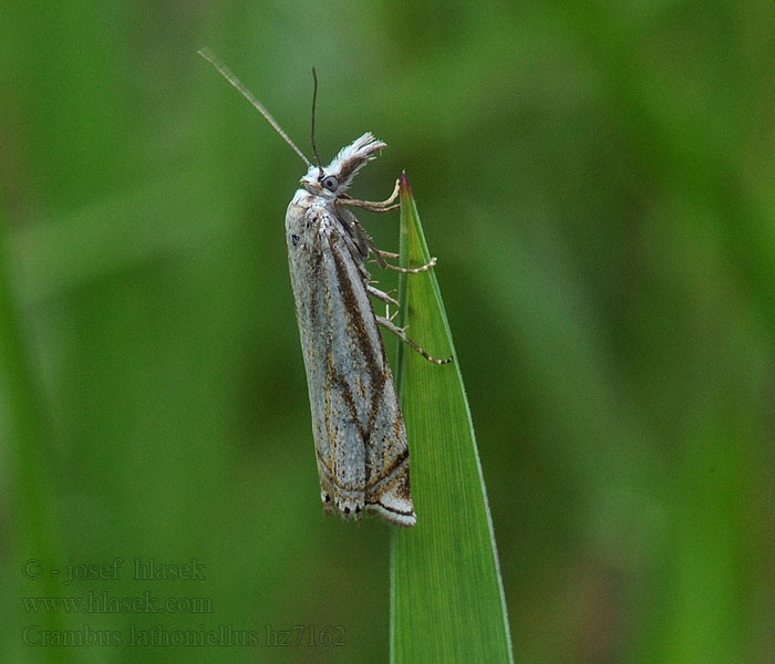 Ligeti fűgyökérmoly Crambus lathoniellus