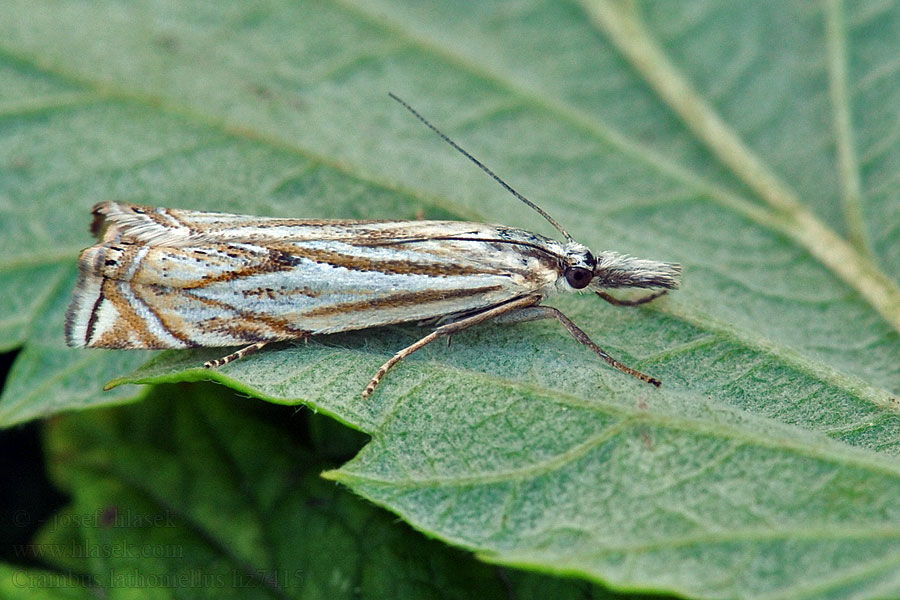 Crambus lathoniellus