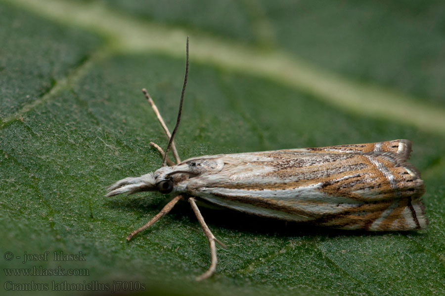 Crambus lathoniellus