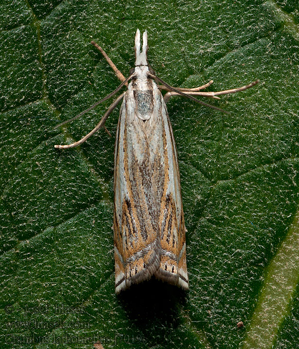 Crambus lathoniellus