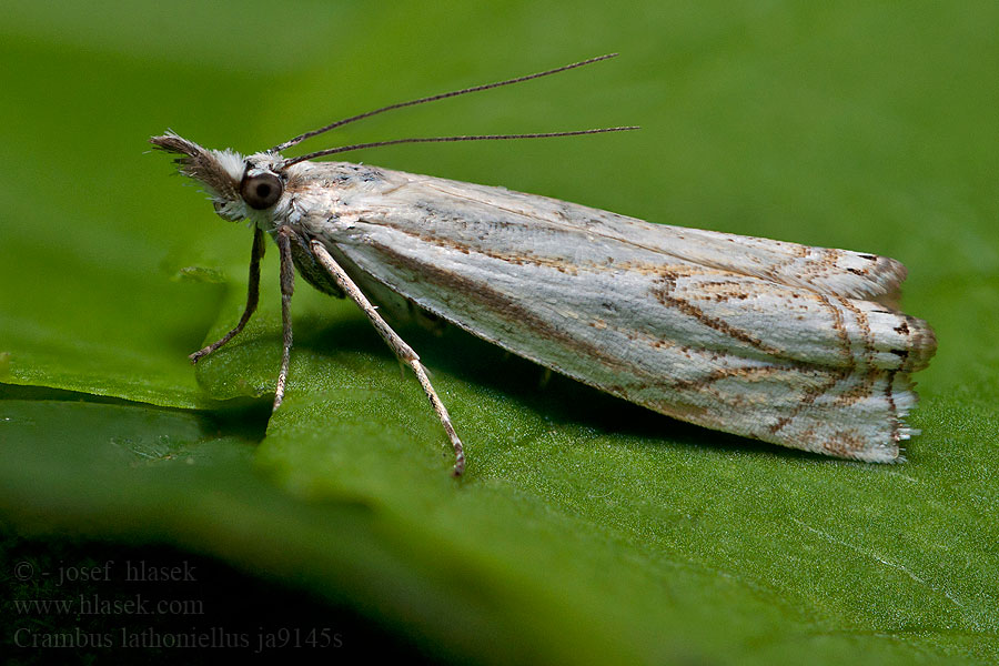 Crambus lathoniellus