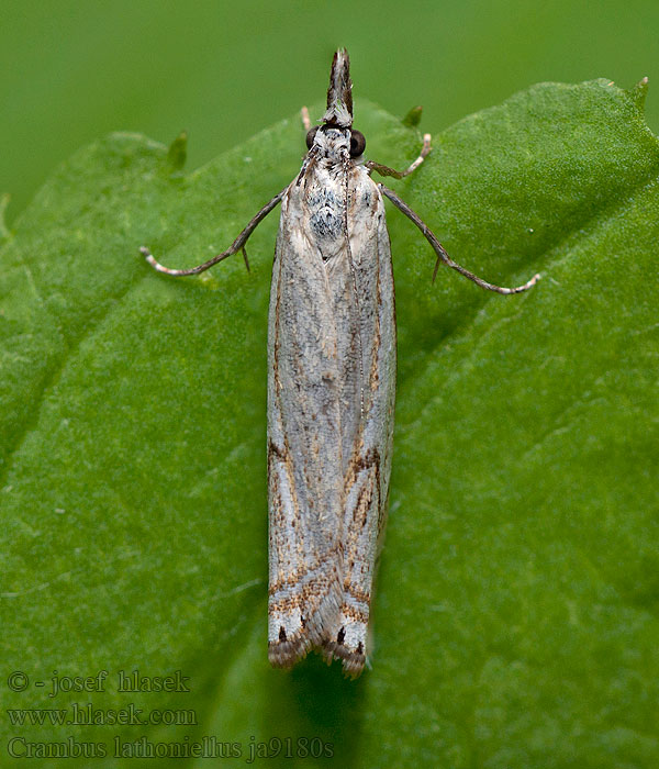 Crambus lathoniellus