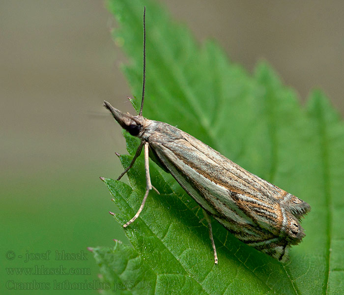 Ligeti fűgyökérmoly Crambus lathoniellus