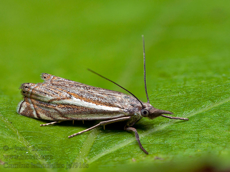 Trávovec lúčny Travařík obecný Crambus lathoniellus