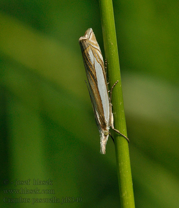 Crambus pascuella Trávovec ďatelinový Zilverstreepgrasmot