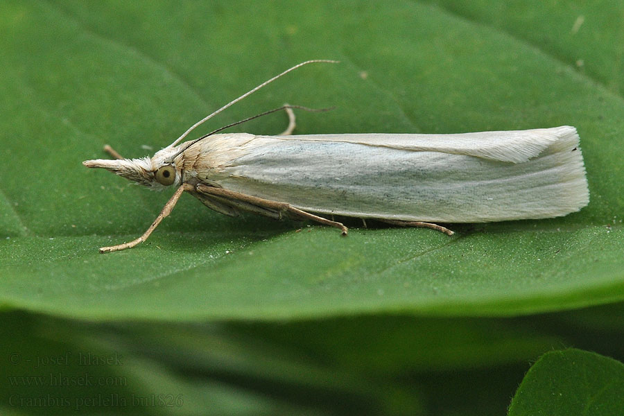 Bleke grasmot Crambus perlella