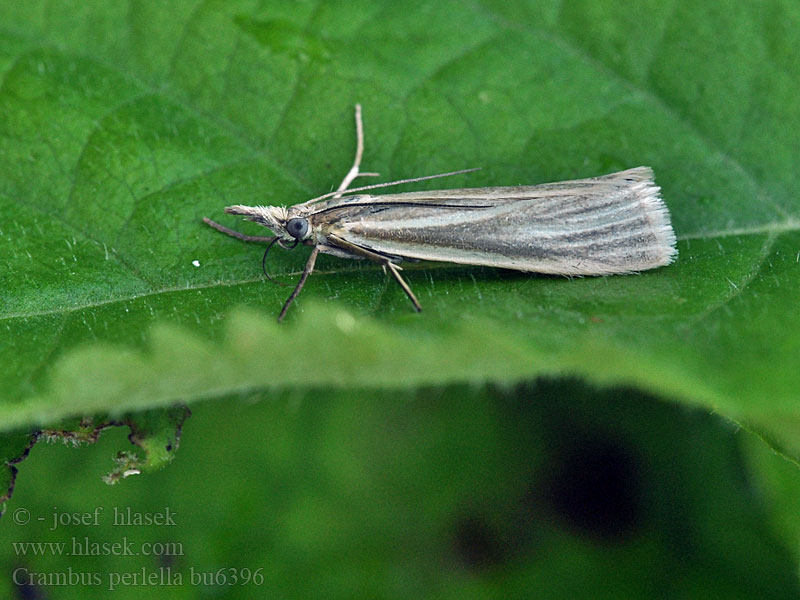 Crambus perlella Travařík perleťový Trávovec perleťový