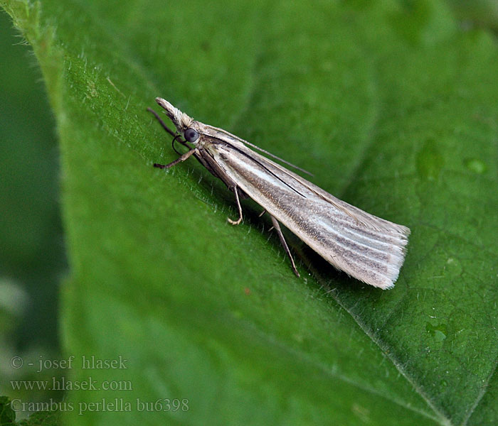 Crambus perlella Bleke grasmot Silvervitt gräsmott