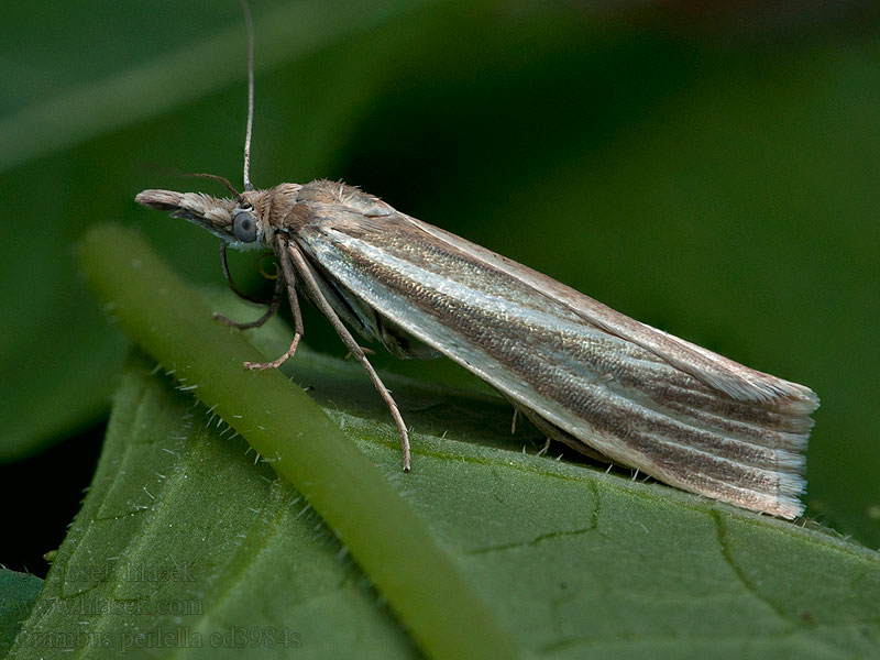 Silvervitt gräsmott Crambus perlella