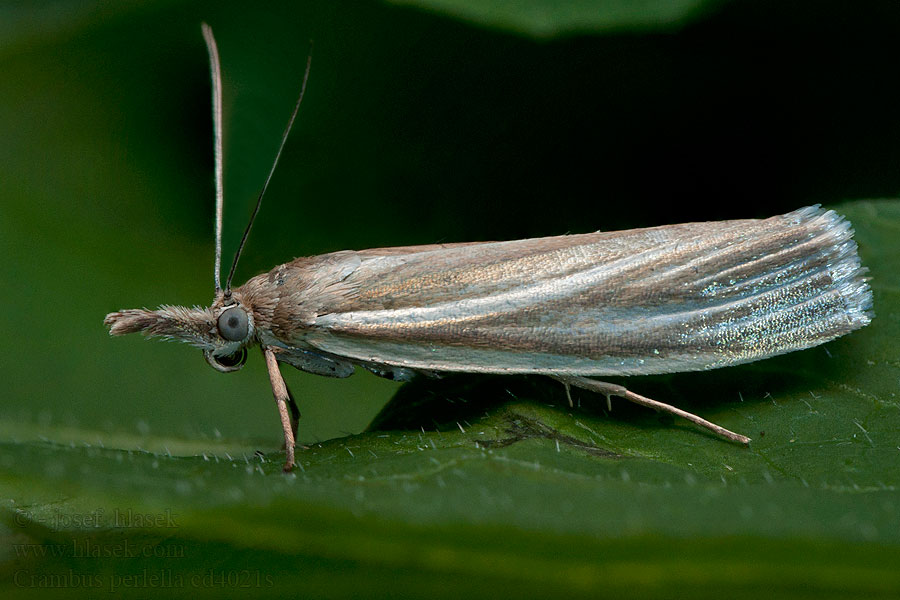 Crambus perlella