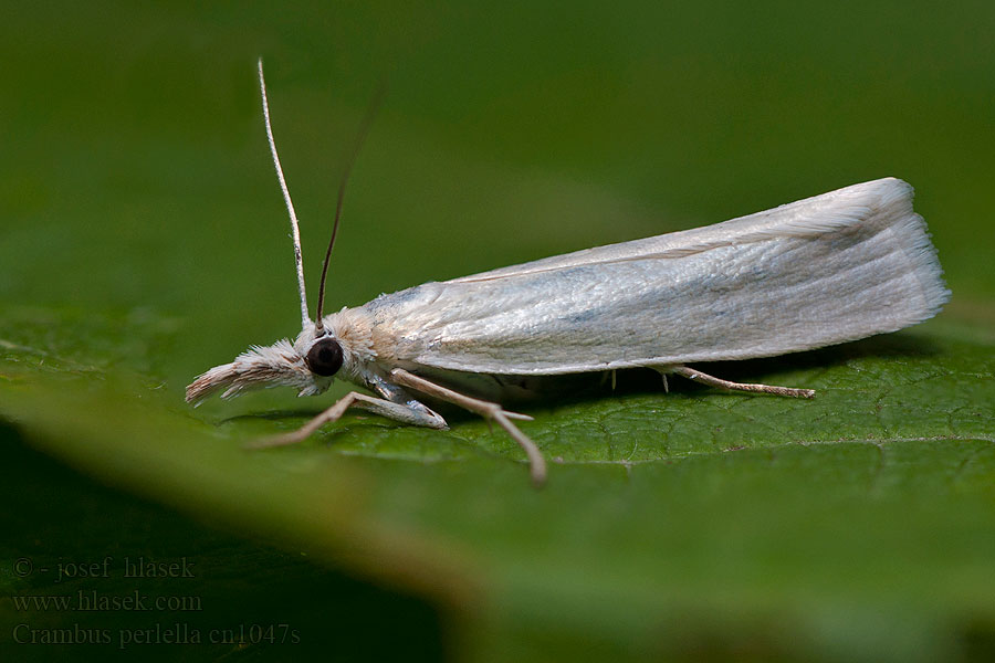 Crambus perlella