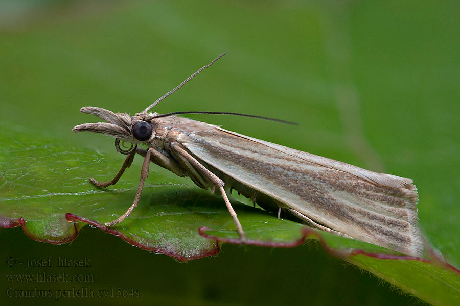 Crambus perlella