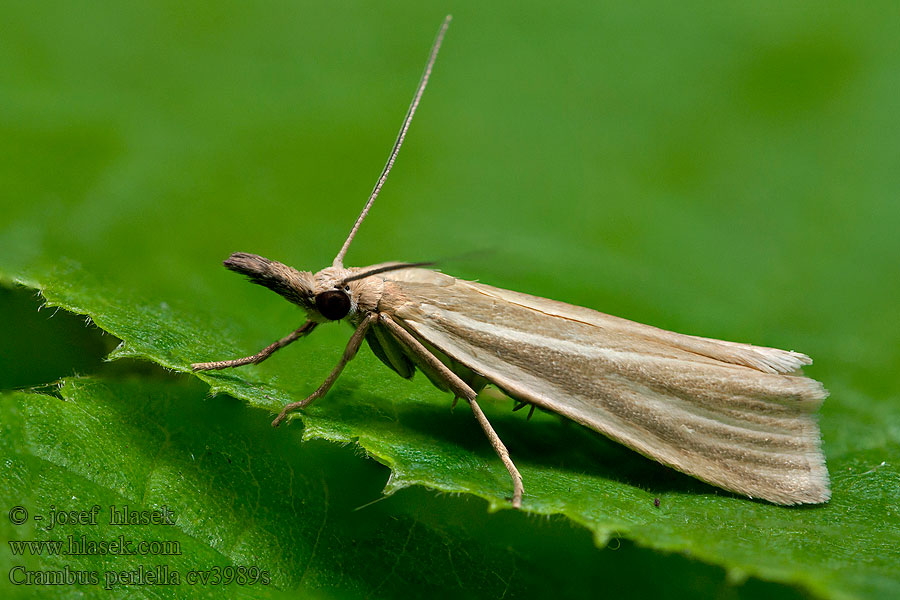 Crambus perlella