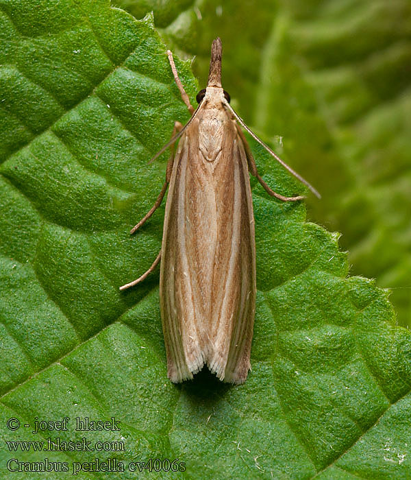 Crambus perlella