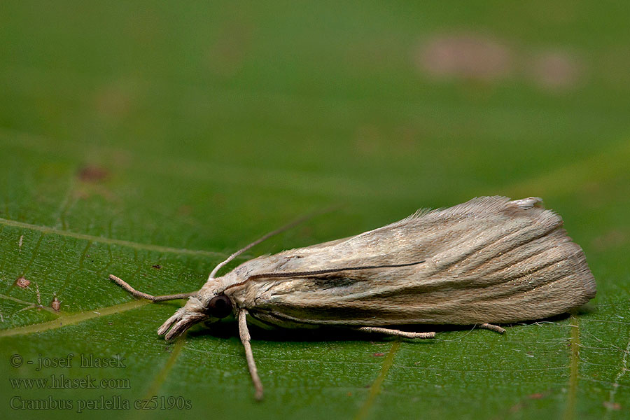 Crambus perlella