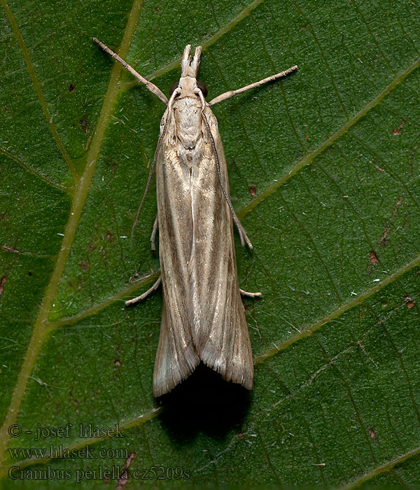 Crambus perlella