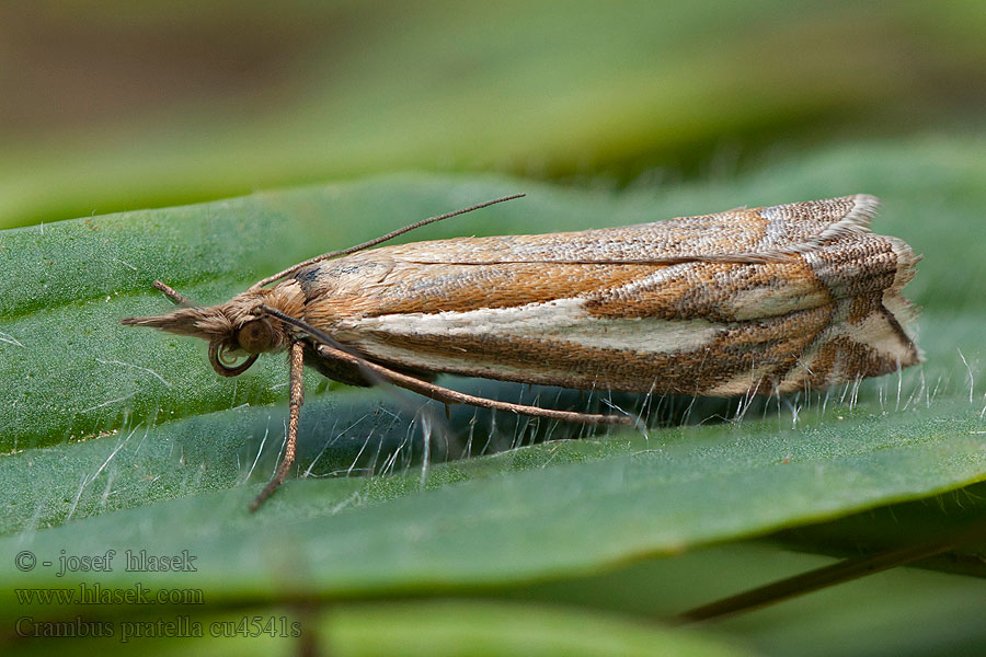 Crambus pratella Travařík luční Scarce Grass-veneer