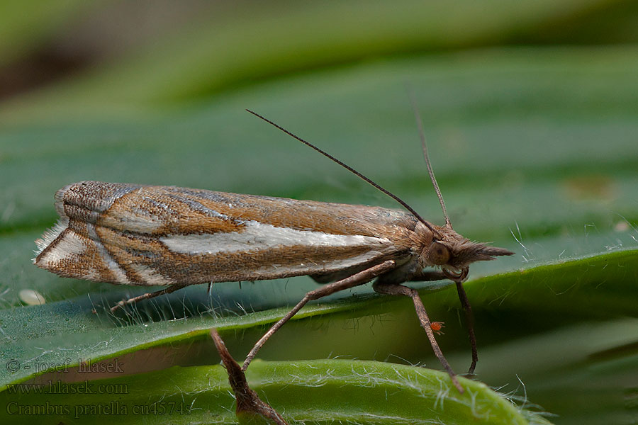 Crambus pratella Trávovec obyčajný Crambus buissons