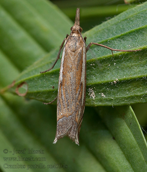 Crambus pratella Травянка луговая Streepjesgrasmot