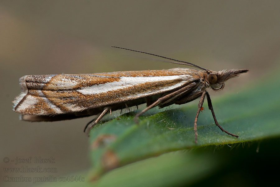 Travařík luční Crambus pratella