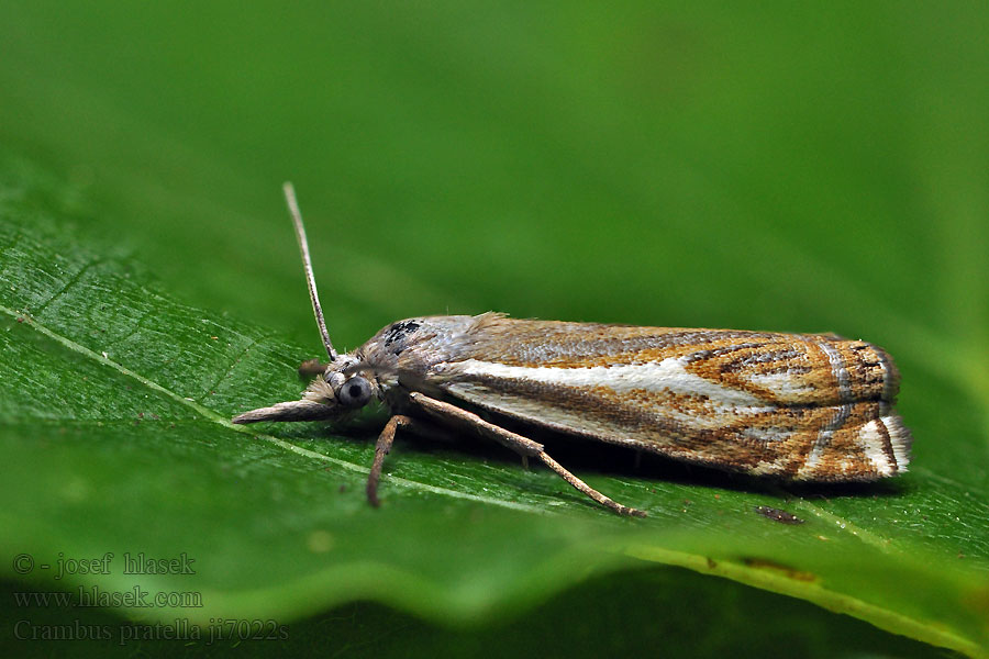 Travařík luční Crambus pratella