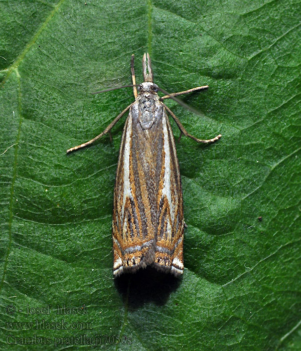 Crambus pratella