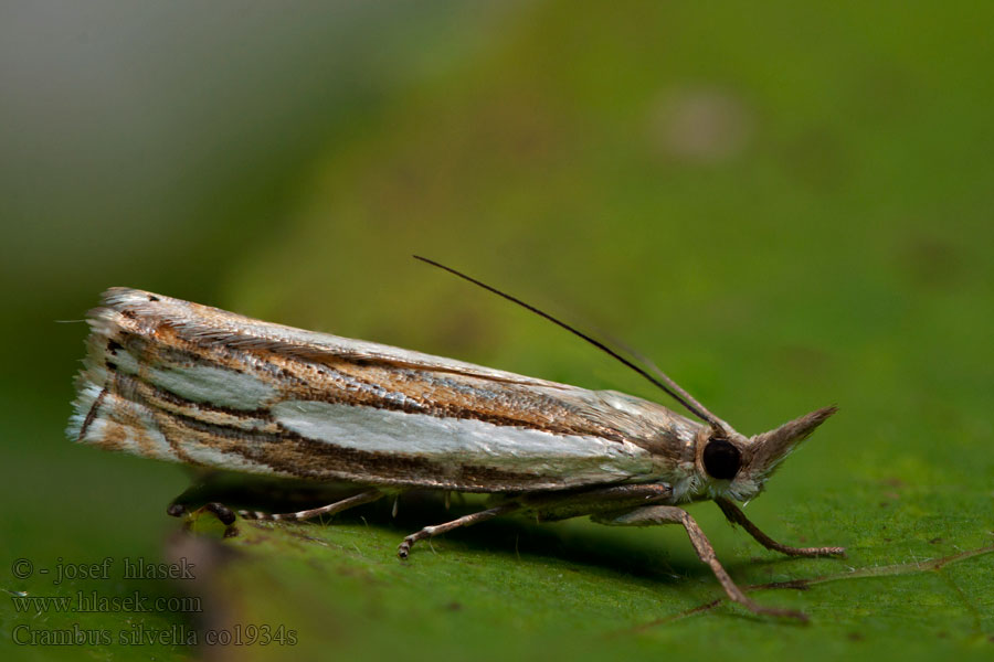 Crambus silvella Wood Grass-veneer Trávovec mokraďový Bruine grasmot