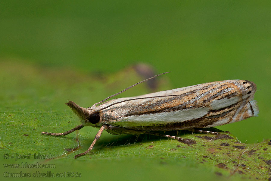 Crambus silvella Bruine grasmot Erdei fűgyökérmoly Skogsgräsmott