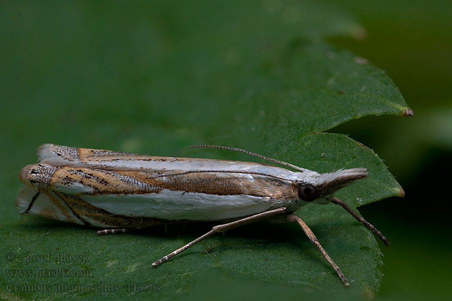 Crambus uliginosellus