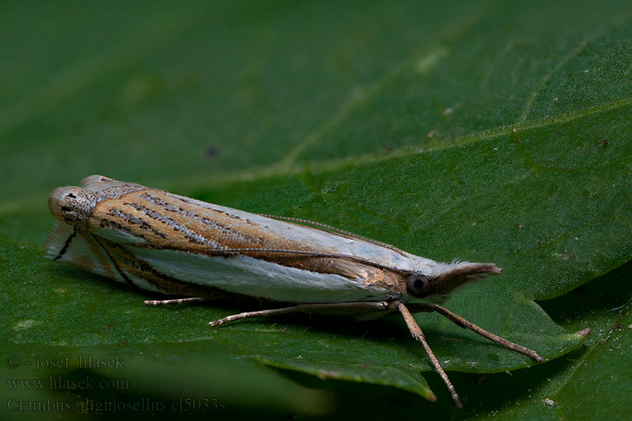 Crambus uliginosellus