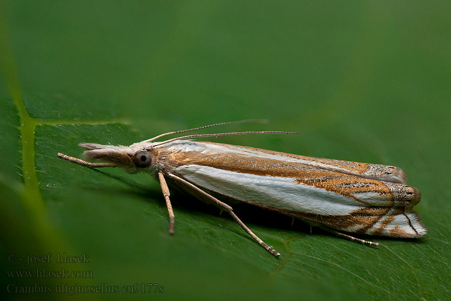 Crambus uliginosellus