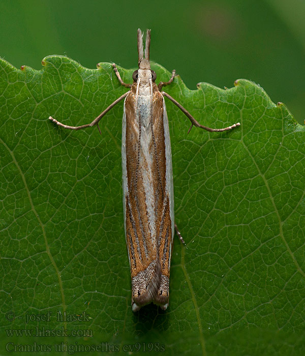 Crambus uliginosellus