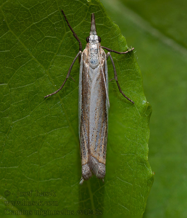 Crambus uliginosellus